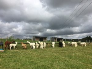 cria-feeding-web