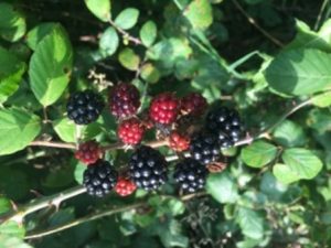 mother-nature-blacberries-1
