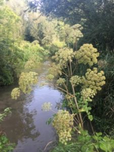 mother-nature-river-1