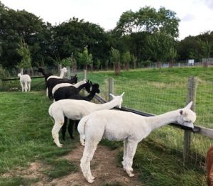 yearlings-at-troughs