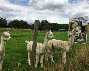 3-boys-for-sale