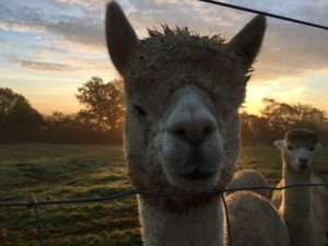 alpaca-head-shot