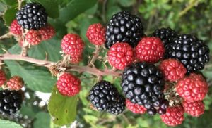 big-blackberries