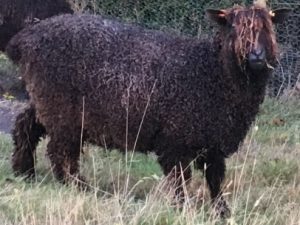 black-wensleydale