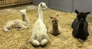 cria-warning-1