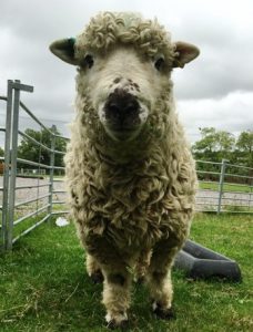 grey-faced-dartmoor