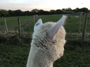 lanes-between-pacas-biosecurity