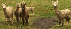 alpaca-cria-mudbath-2