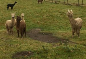 alpaca-cria-mudbath