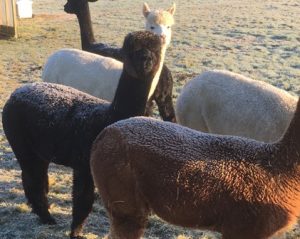 alpaca-frost-1