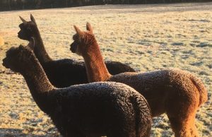 alpaca-frost-3
