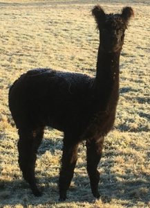 alpaca-frost-4