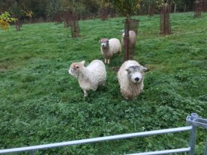 ewe-lambs-1
