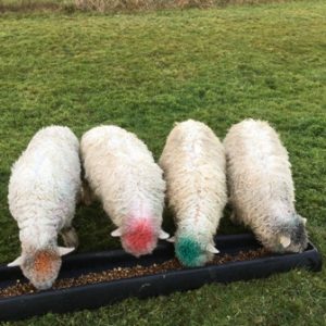 ewe-lambs-2
