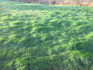 greener-grass-1