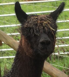 guinness-head-wet