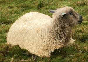 wensleydale-ewe