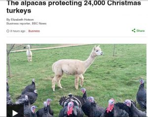 turkey-alpaca