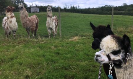 Llama and alpaca at Clay Meadow