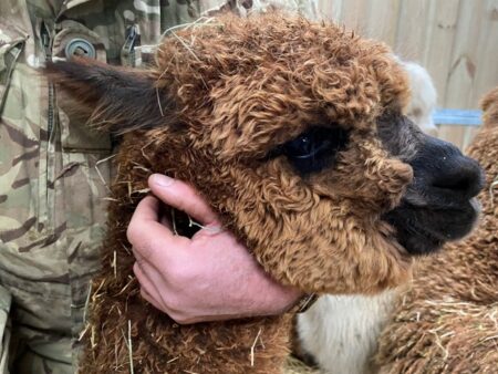 Alpaca For Sale