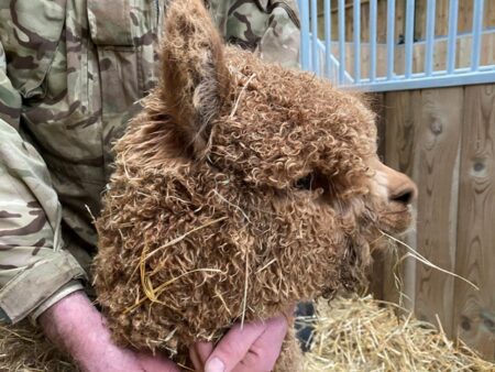 Alpaca For Sale