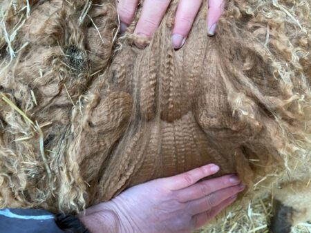 Alpaca fleece and wool For Sale