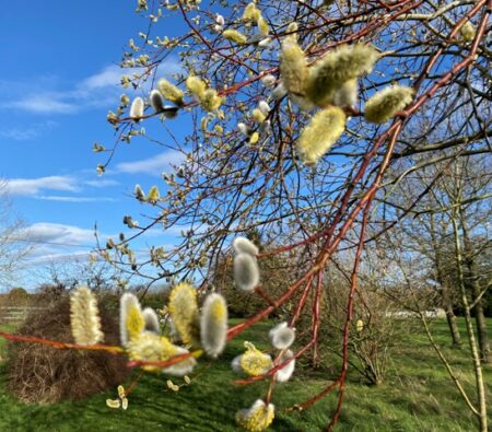 April Fools Day at Kensmyth Alpaca Clay Meadow in the Cotswolds